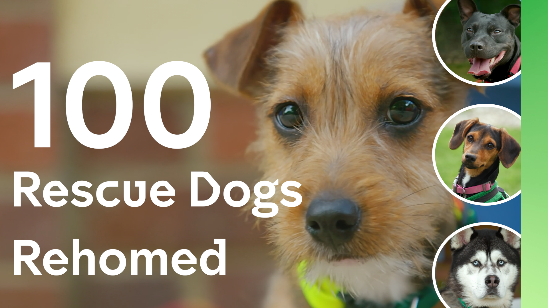 100 Rescue dogs have been re-homed